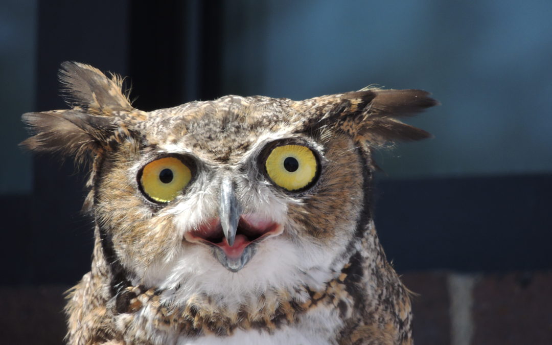 Jake the Owl. Who is NOT from State Farm.